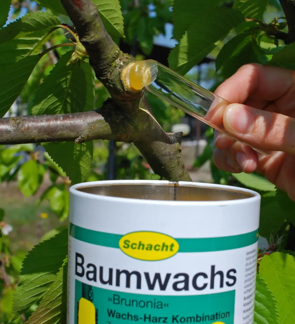 Schacht Brunonia Baumwachs štepársky vosk na rany stromov