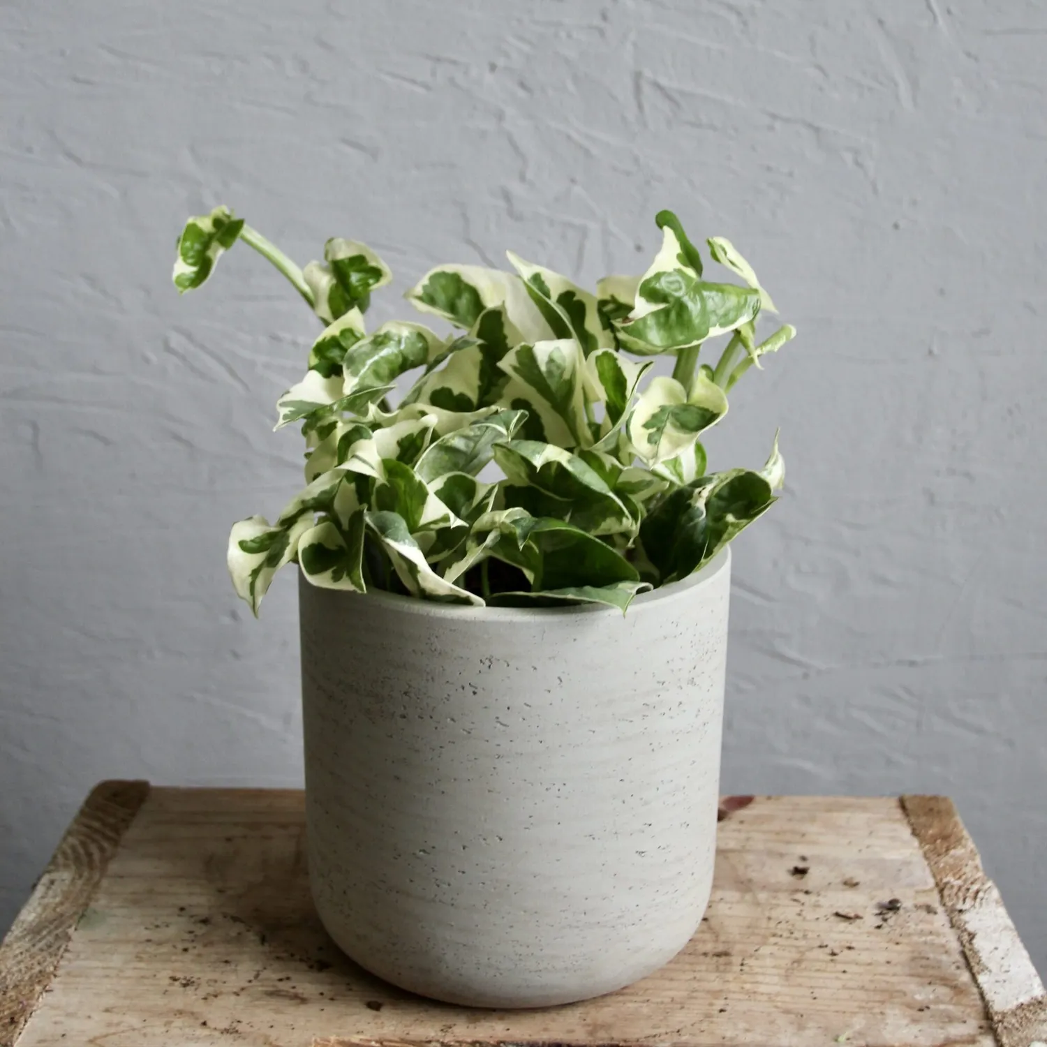 Zdravá zahrada Epipremnum Aureum N-Joy pothos panašovaný