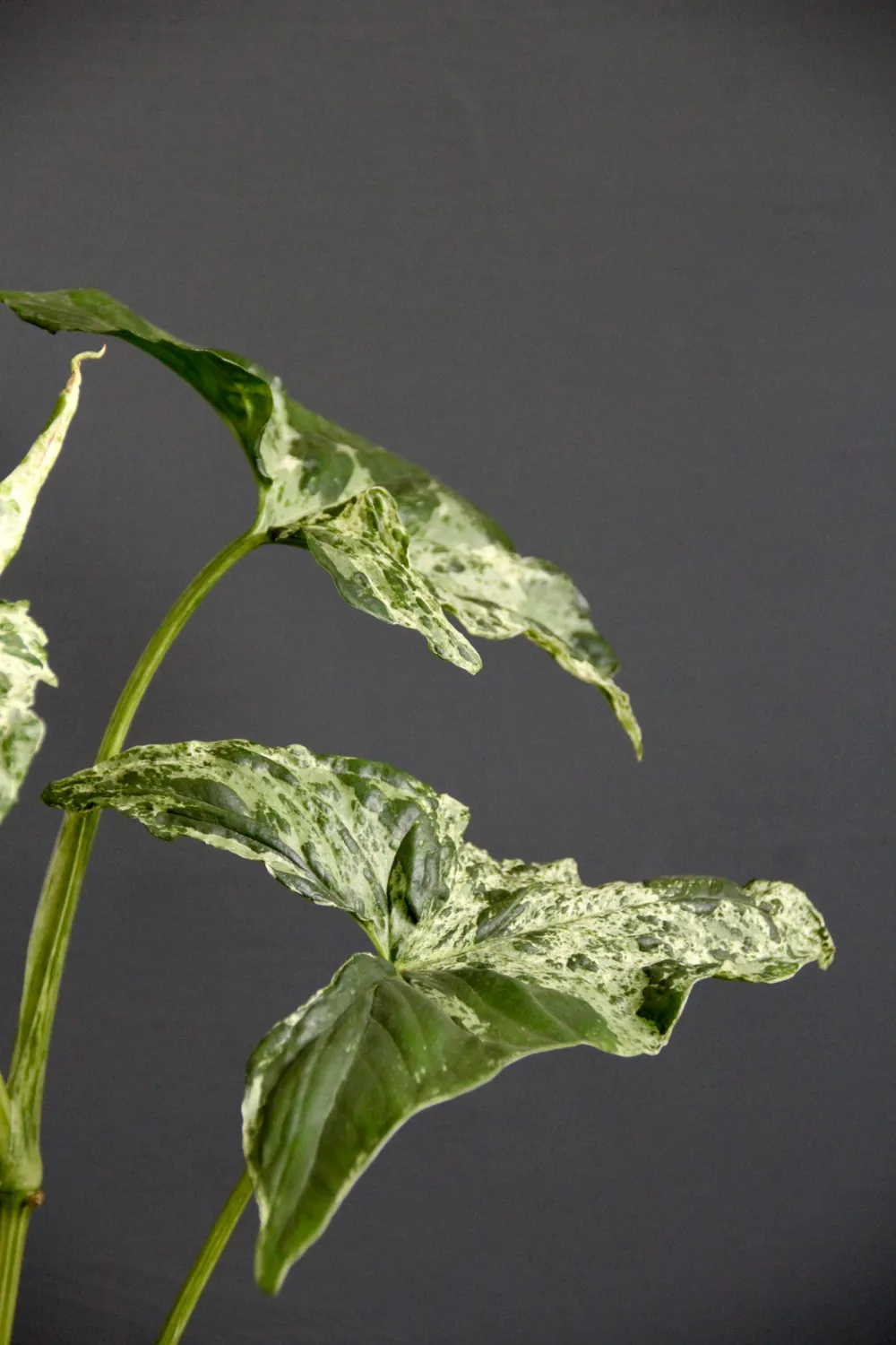 Zdravá zahrada Syngonium Mottled Mojito rastlina