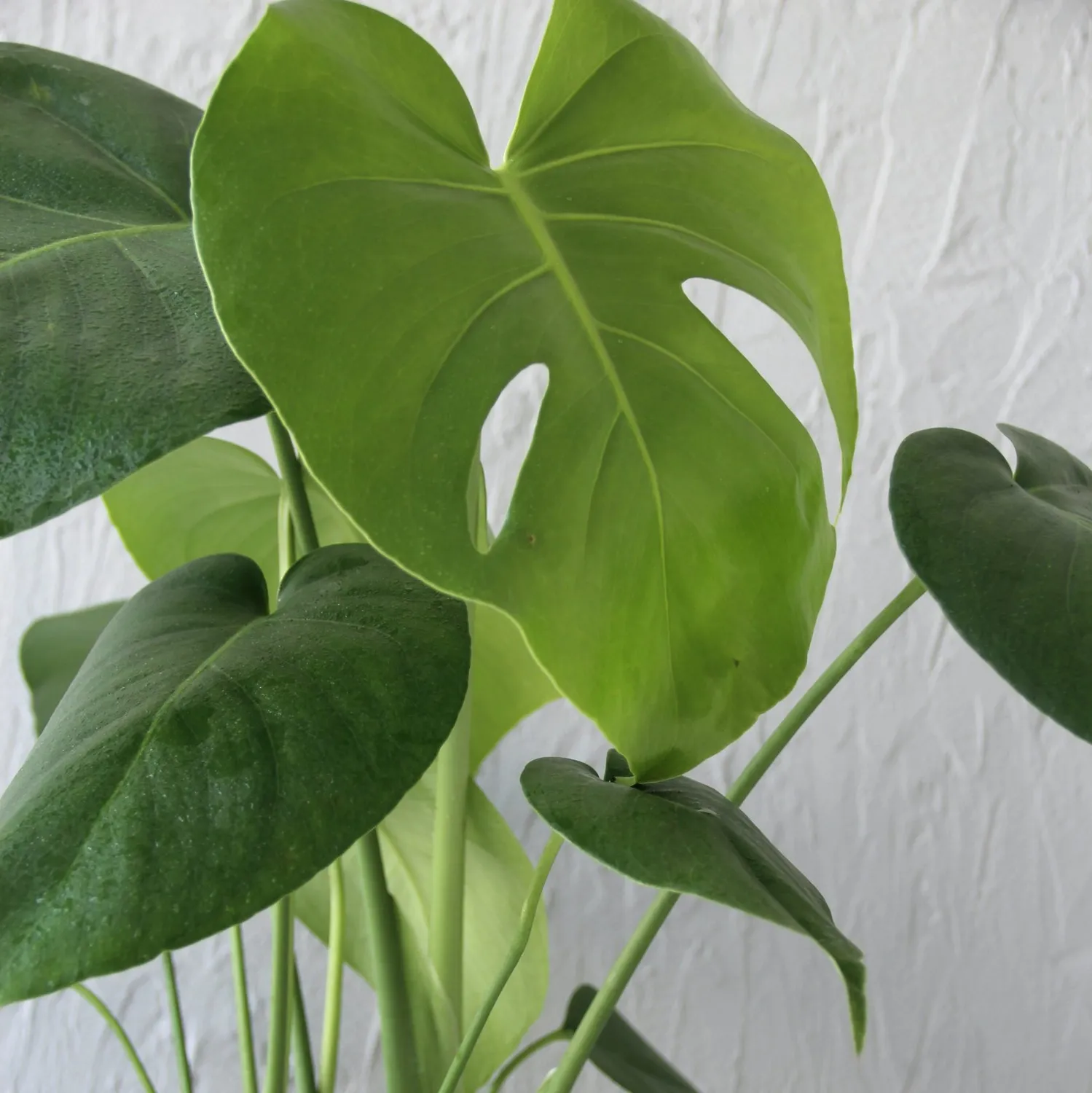 Zdravá zahrada Monstera Deliciosa izbová rastlina