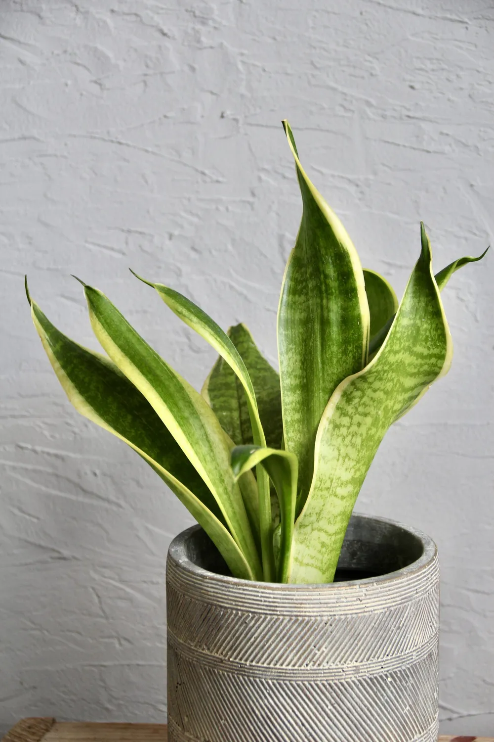 Zdravá zahrada Sansevieria Trifasciata Futura Superba izbová rastlina