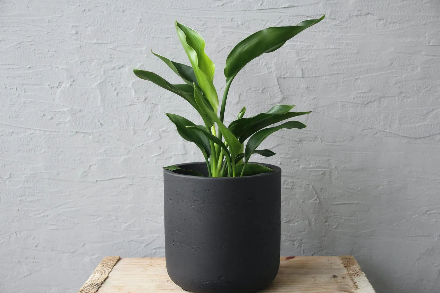 Zdravá zahrada Strelitzia reginae rastlina rajský vták