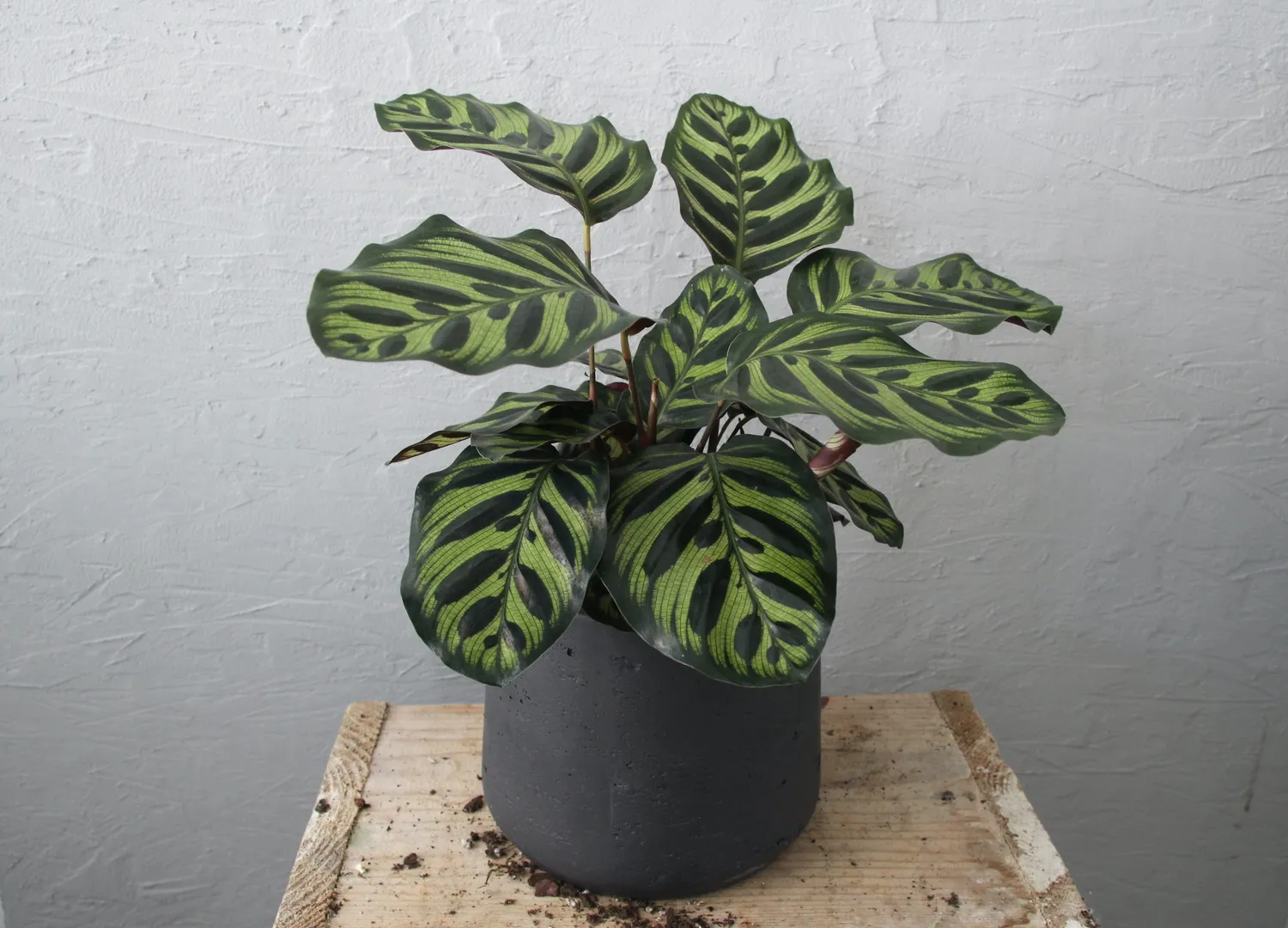 Zdravá zahrada Calathea Makoyana izbová rastlina vzorovaná