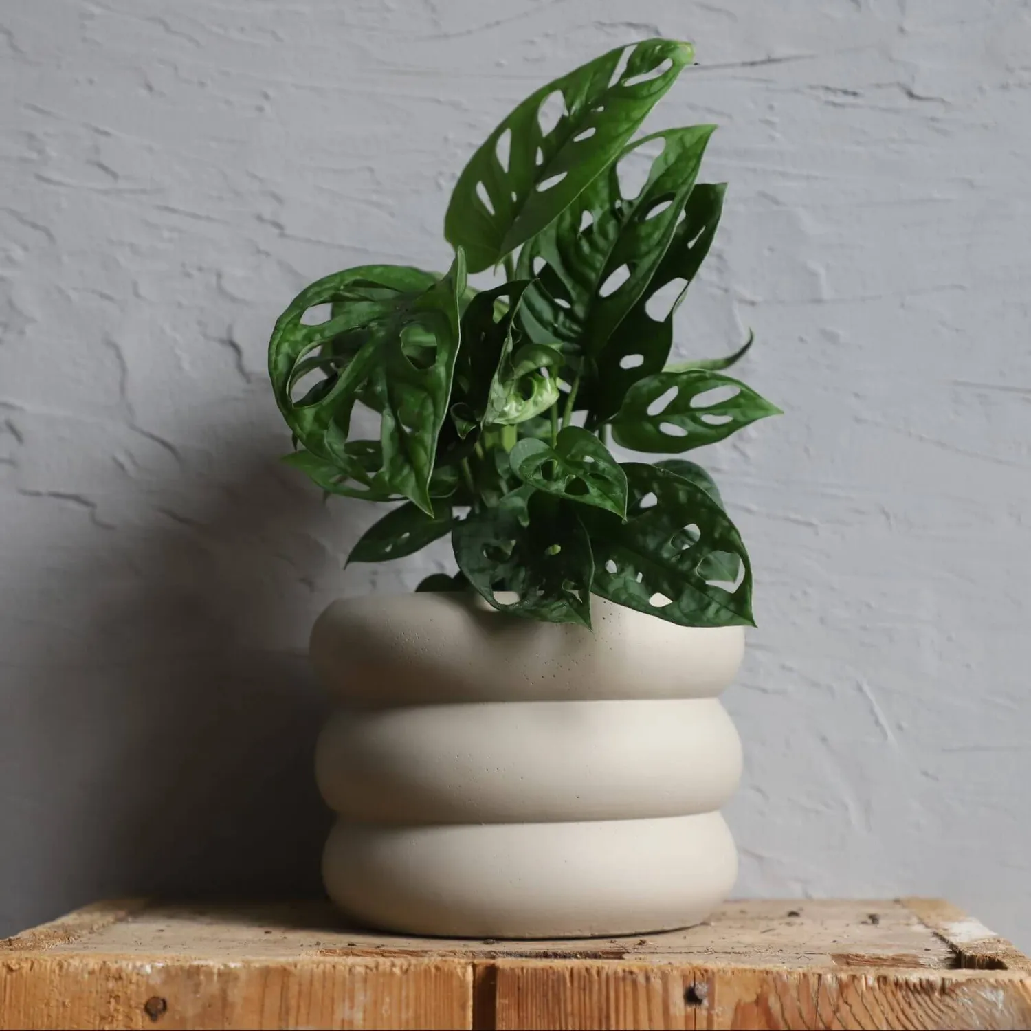 Monstera Adansonii Monkey Mask dierkovaná rastlina