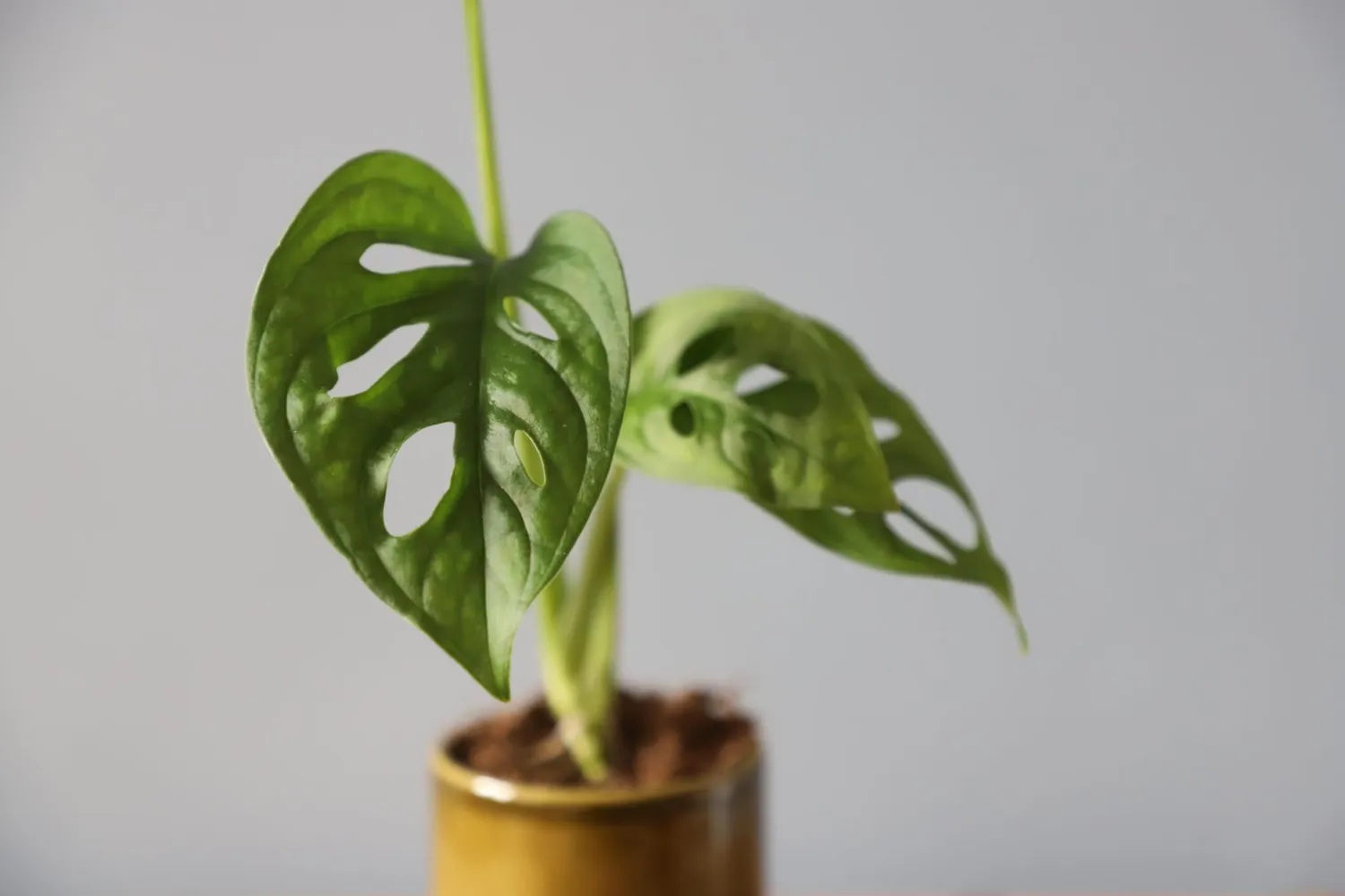 Monstera Adansonii Monkey Mask baby dierkovaná rastlina