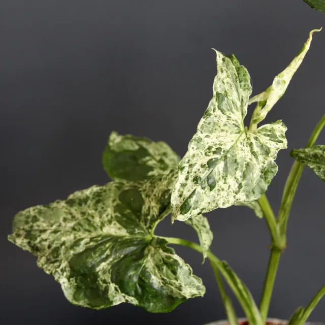 Zdravá zahrada Syngonium Mottled Mojito rastlina