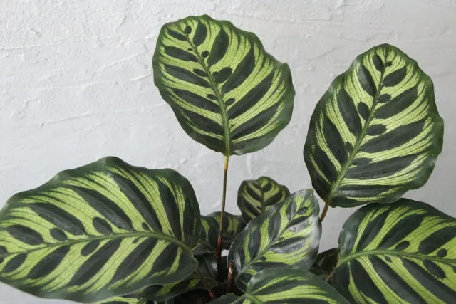 Zdravá zahrada Calathea Makoyana izbová rastlina vzorovaná