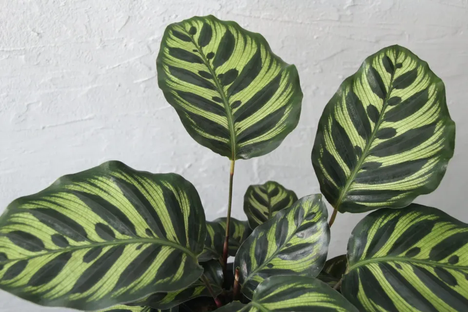 Zdravá zahrada Calathea Makoyana izbová rastlina vzorovaná