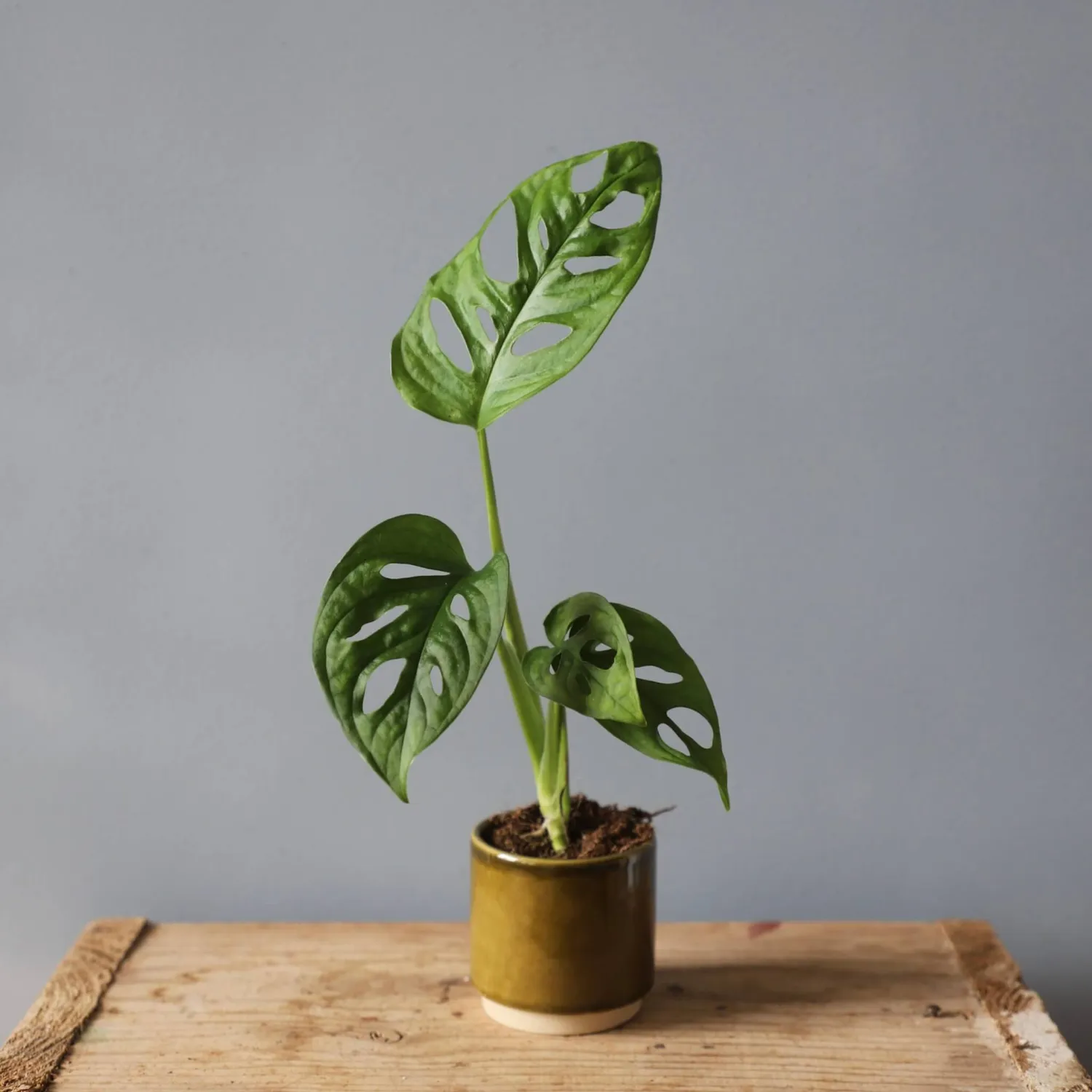 Monstera Adansonii Monkey Mask baby dierkovaná rastlina