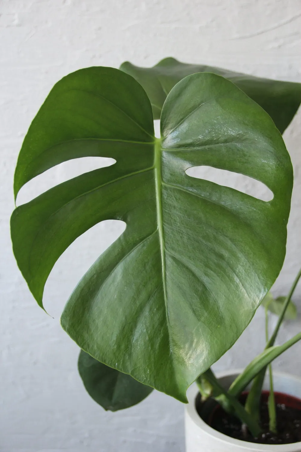 Zdravá zahrada Monstera Deliciosa izbová rastlina