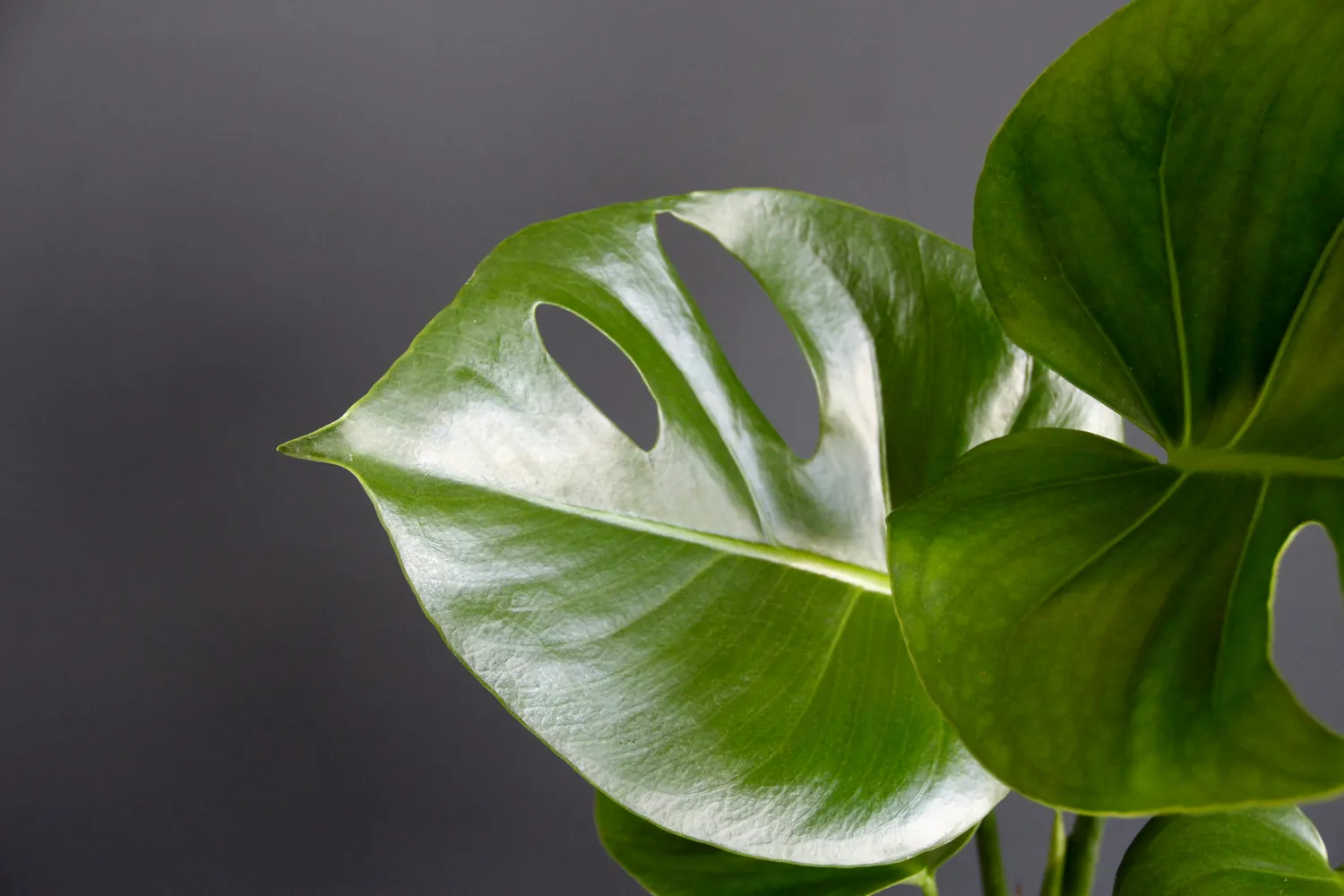 Zdravá zahrada Monstera Deliciosa izbová rastlina
