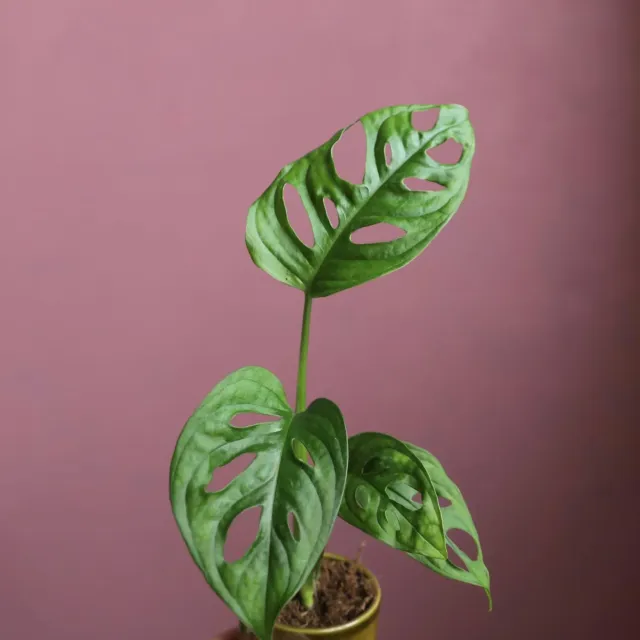Monstera Adansonii Monkey Mask baby dierkovaná rastlina