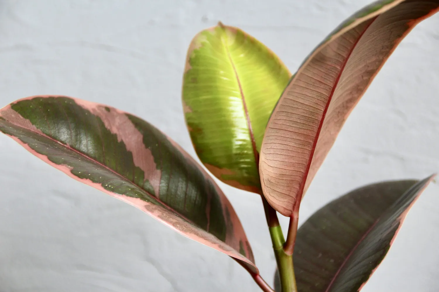 Zdravá zahrada Ficus Elastica Belize fikus panašovaný