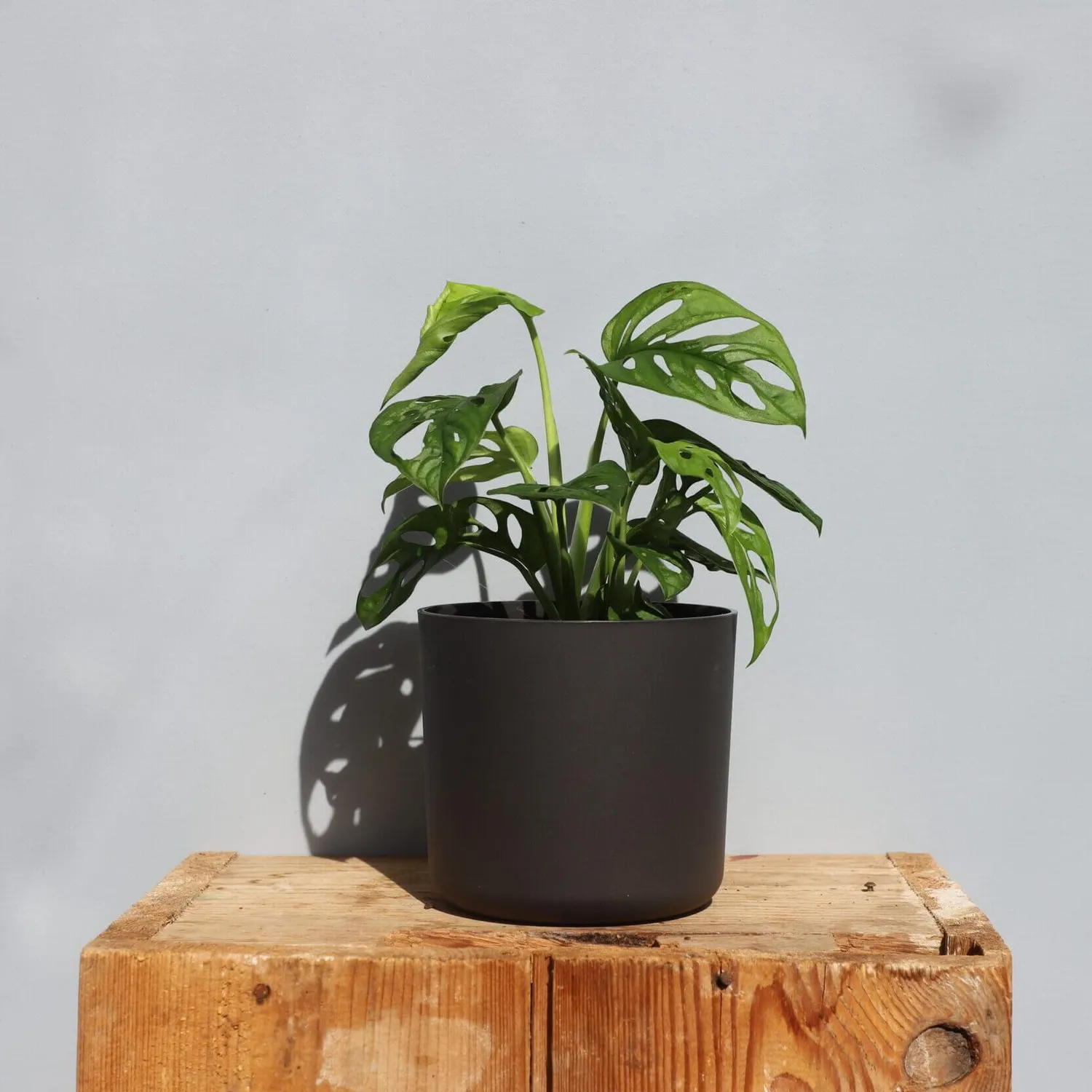 Monstera Adansonii Monkey Mask dierkovaná rastlina