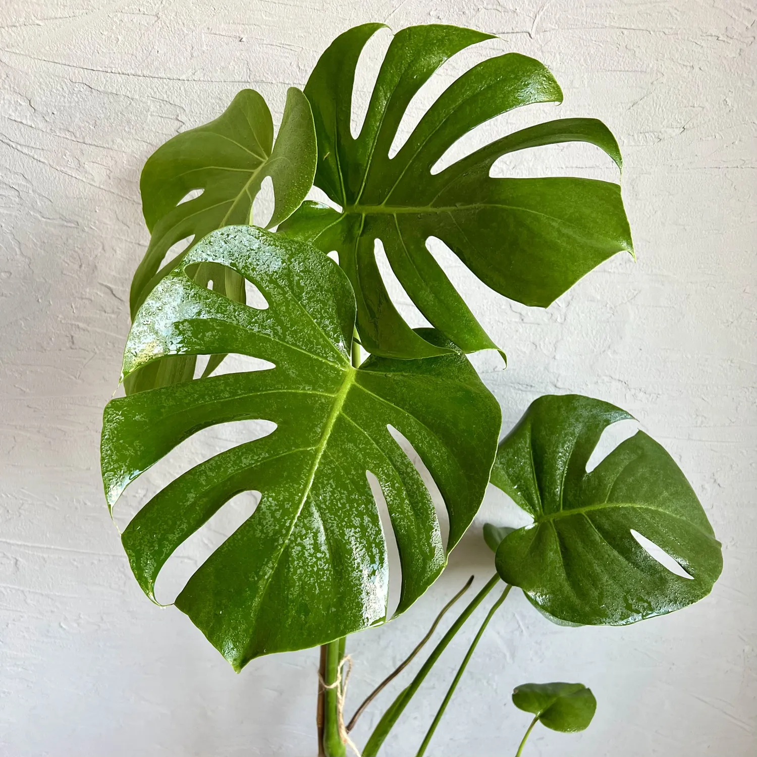 Zdravá zahrada Monstera Deliciosa izbová rastlina