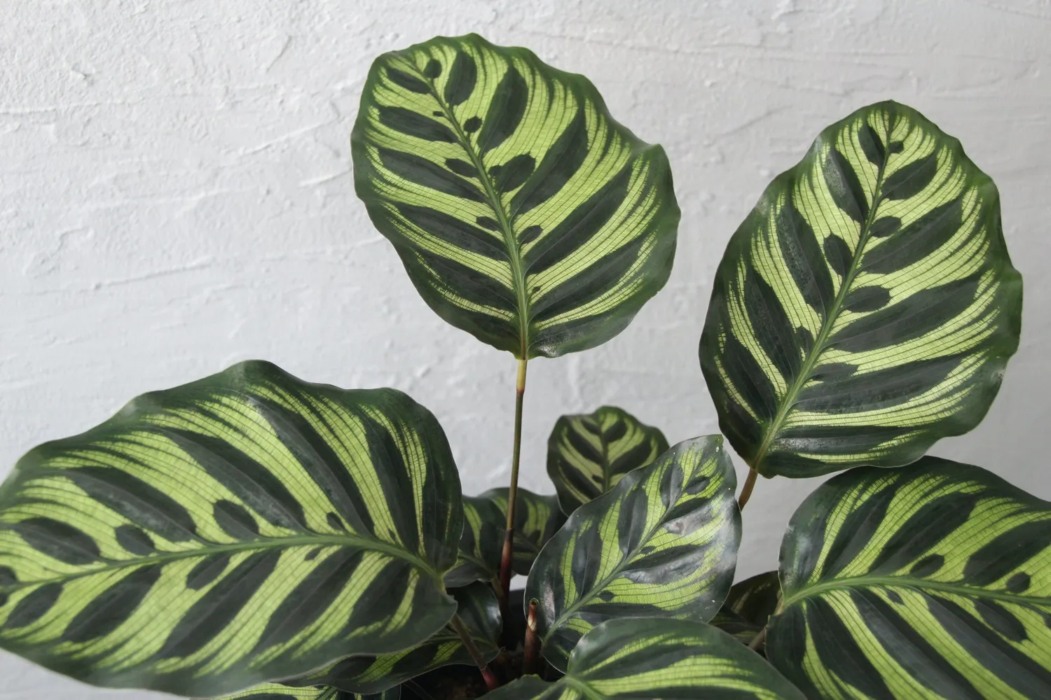 Zdravá zahrada Calathea Makoyana baby izbová rastlina