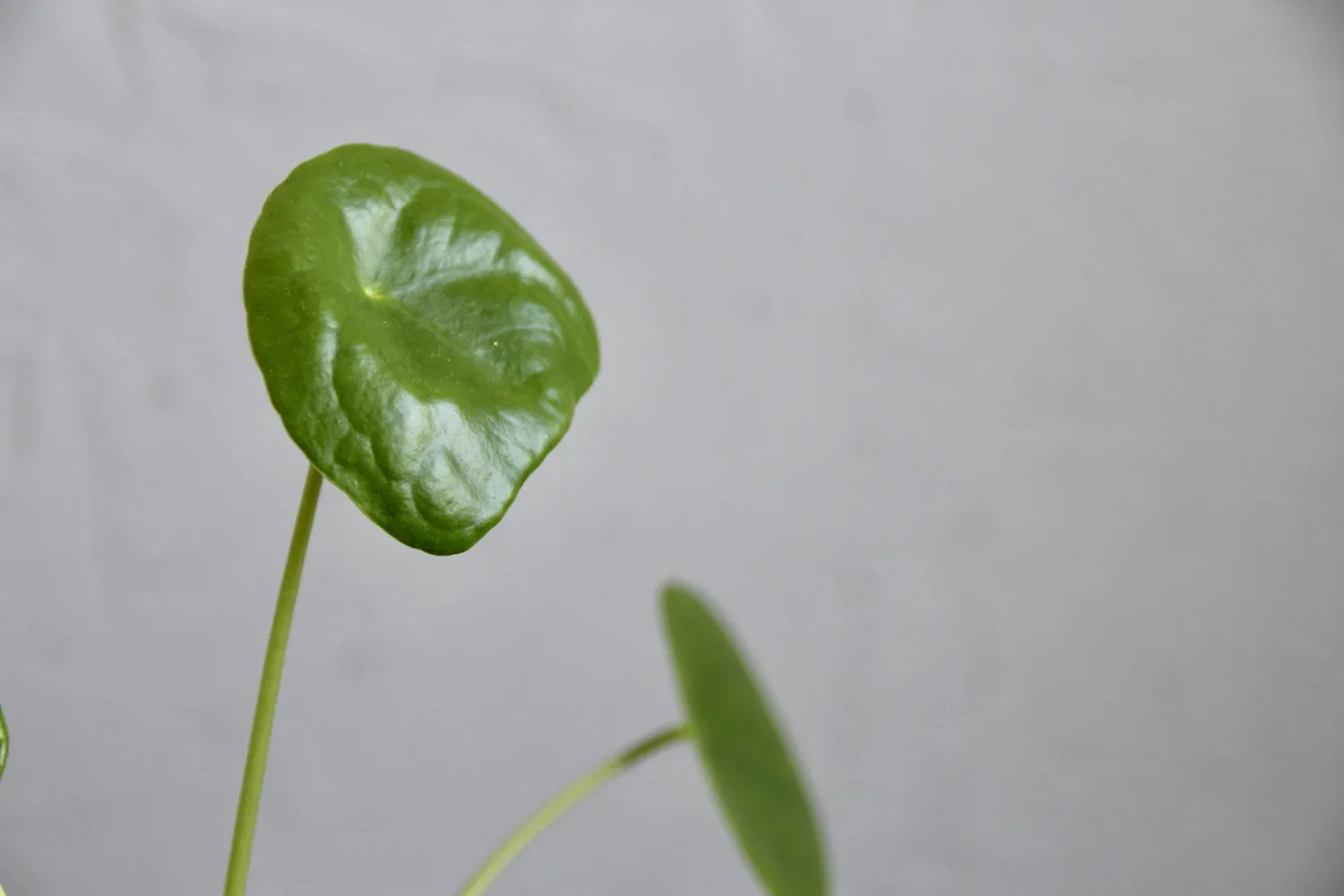 Zdravá zahrada Pilea Peperomioides baby izbová rastlina