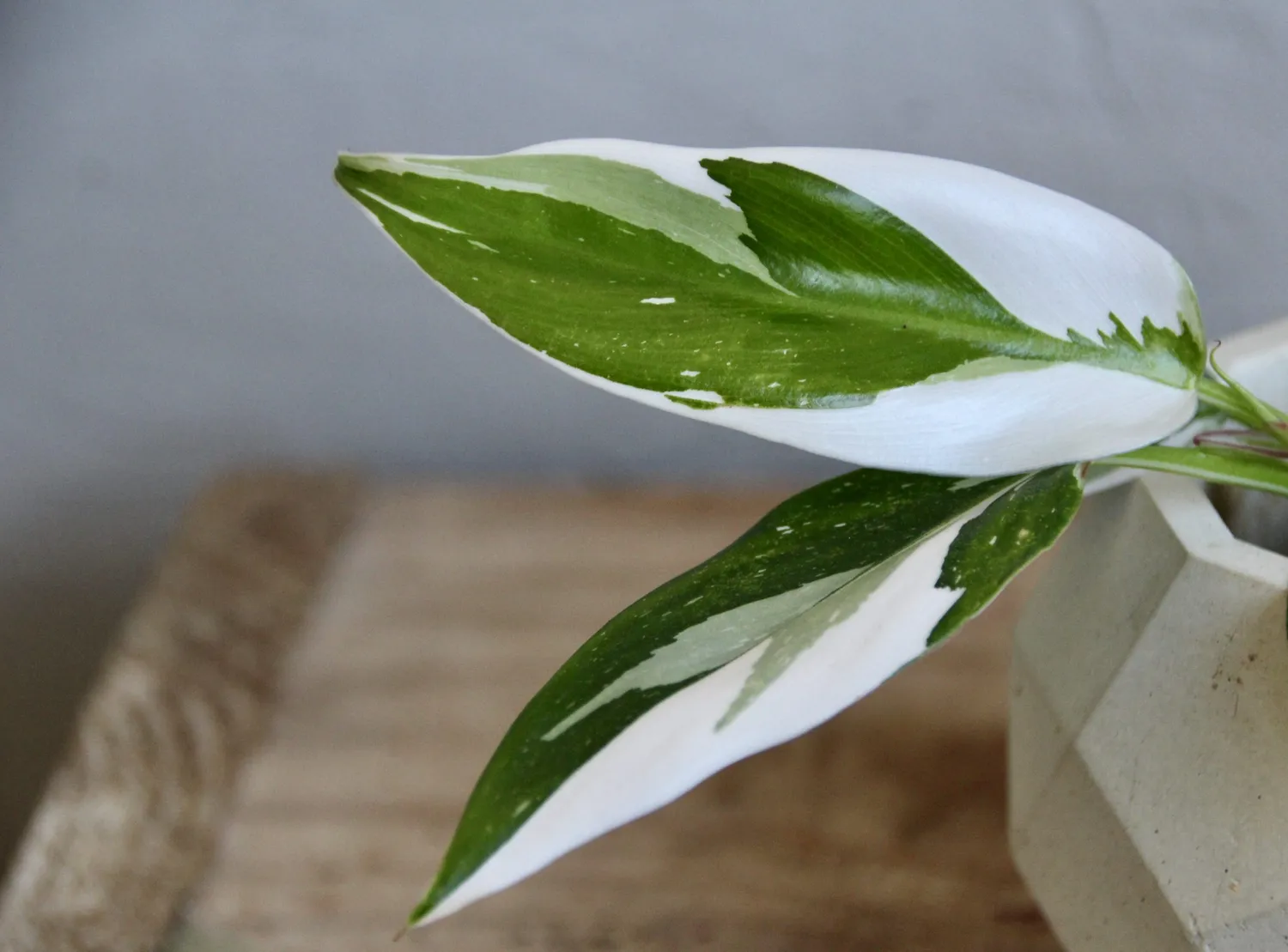 Philodendron White Princess baby rastlina
