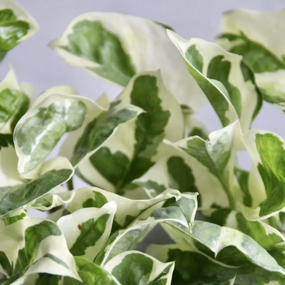 Zdravá zahrada Epipremnum Aureum N-Joy pothos panašovaný