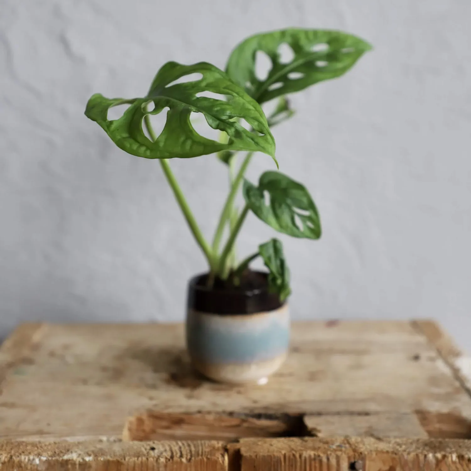 Monstera Adansonii Monkey Mask baby dierkovaná rastlina