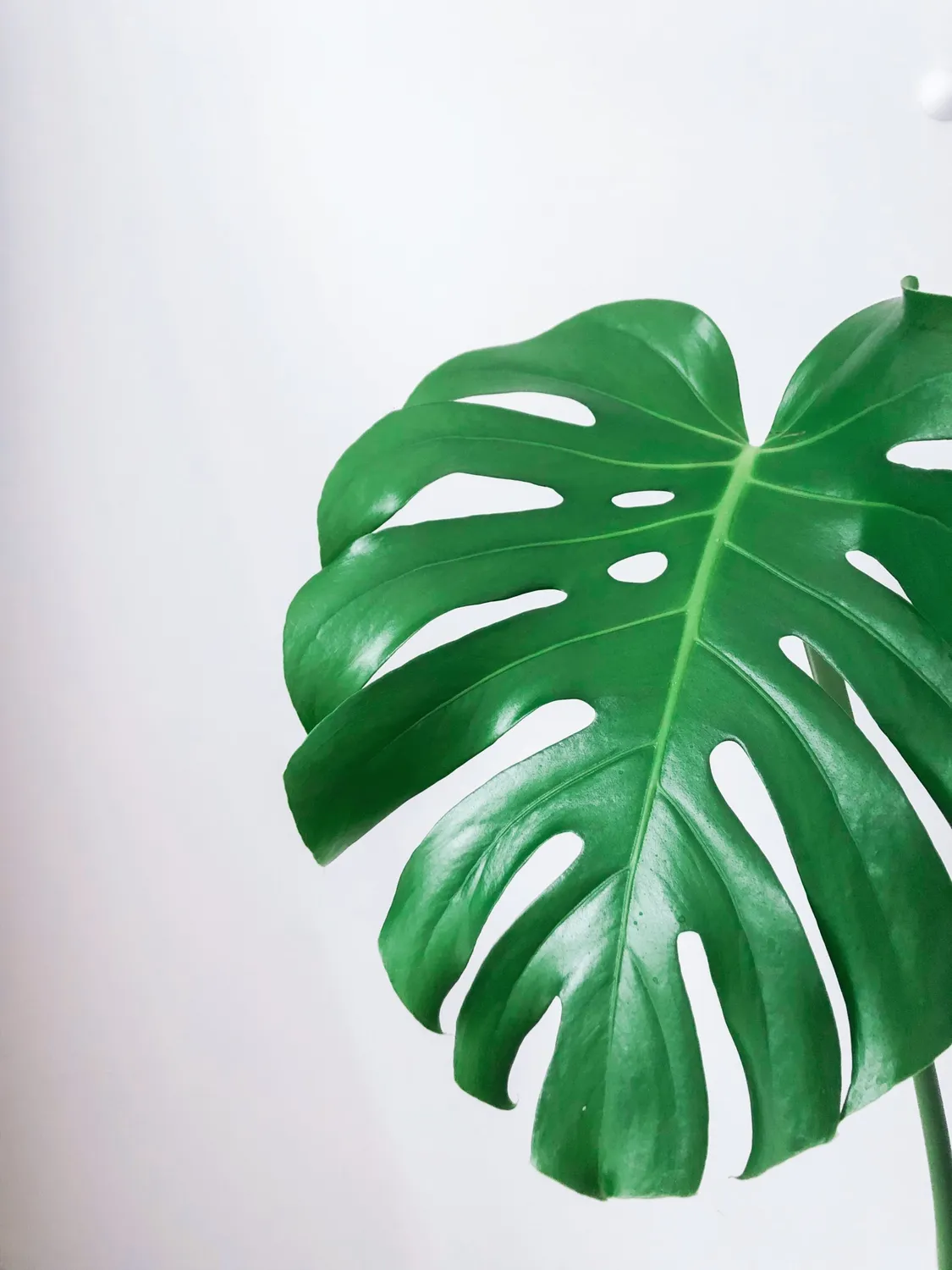 Zdravá zahrada Monstera Deliciosa izbová rastlina