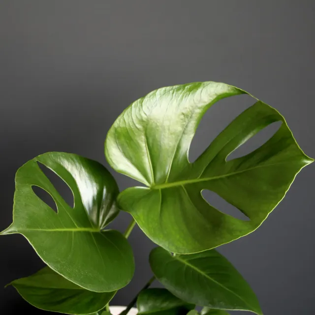 Zdravá zahrada Monstera Deliciosa izbová rastlina