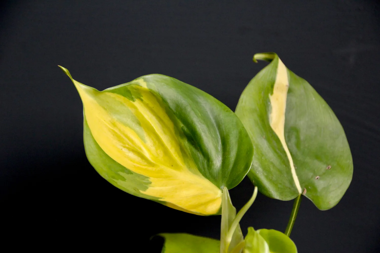 Zdravá zahrada Philodendron Scandens Brasil rastlina