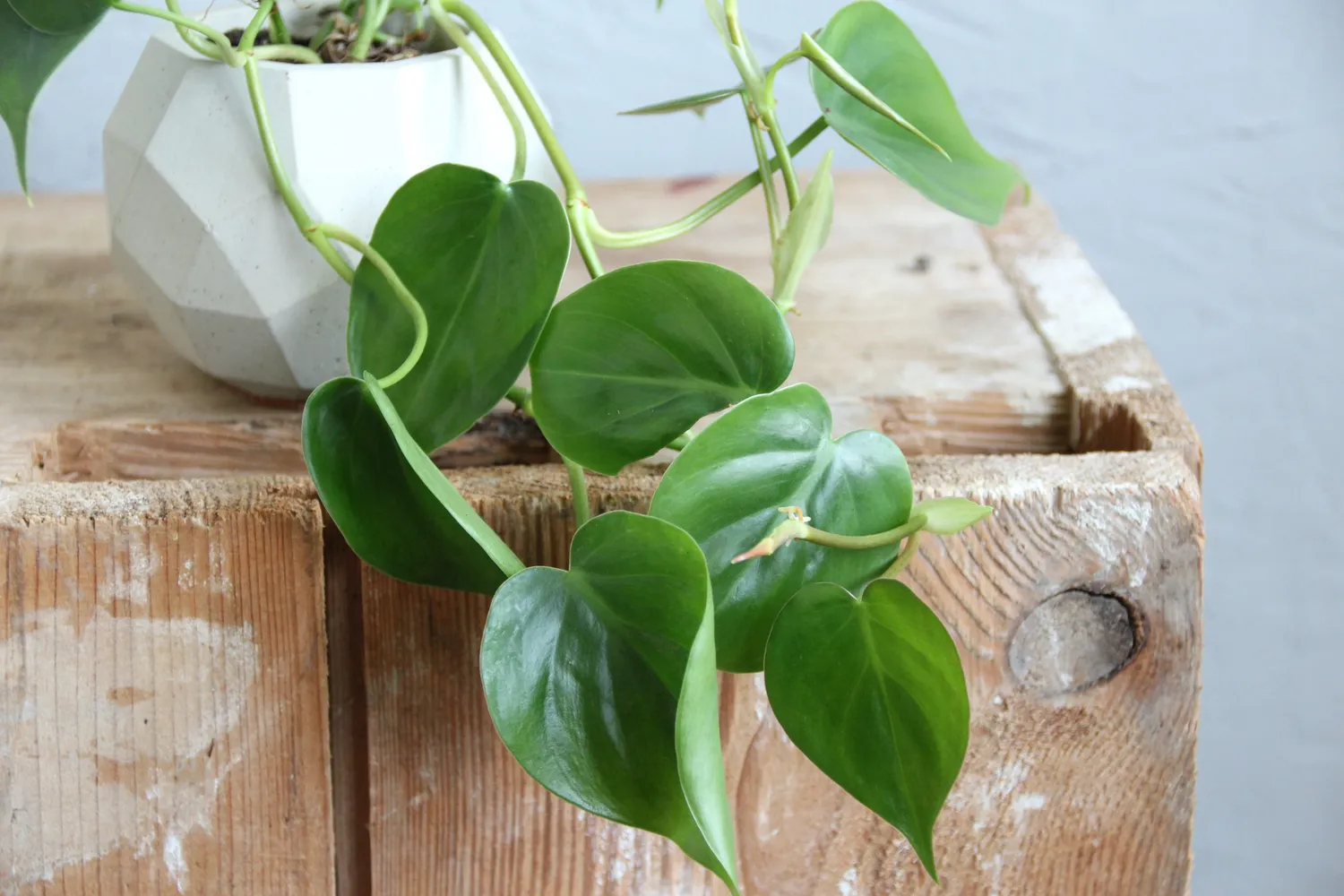Zdravá zahrada Philodendron Scandens baby popínavá rastlina