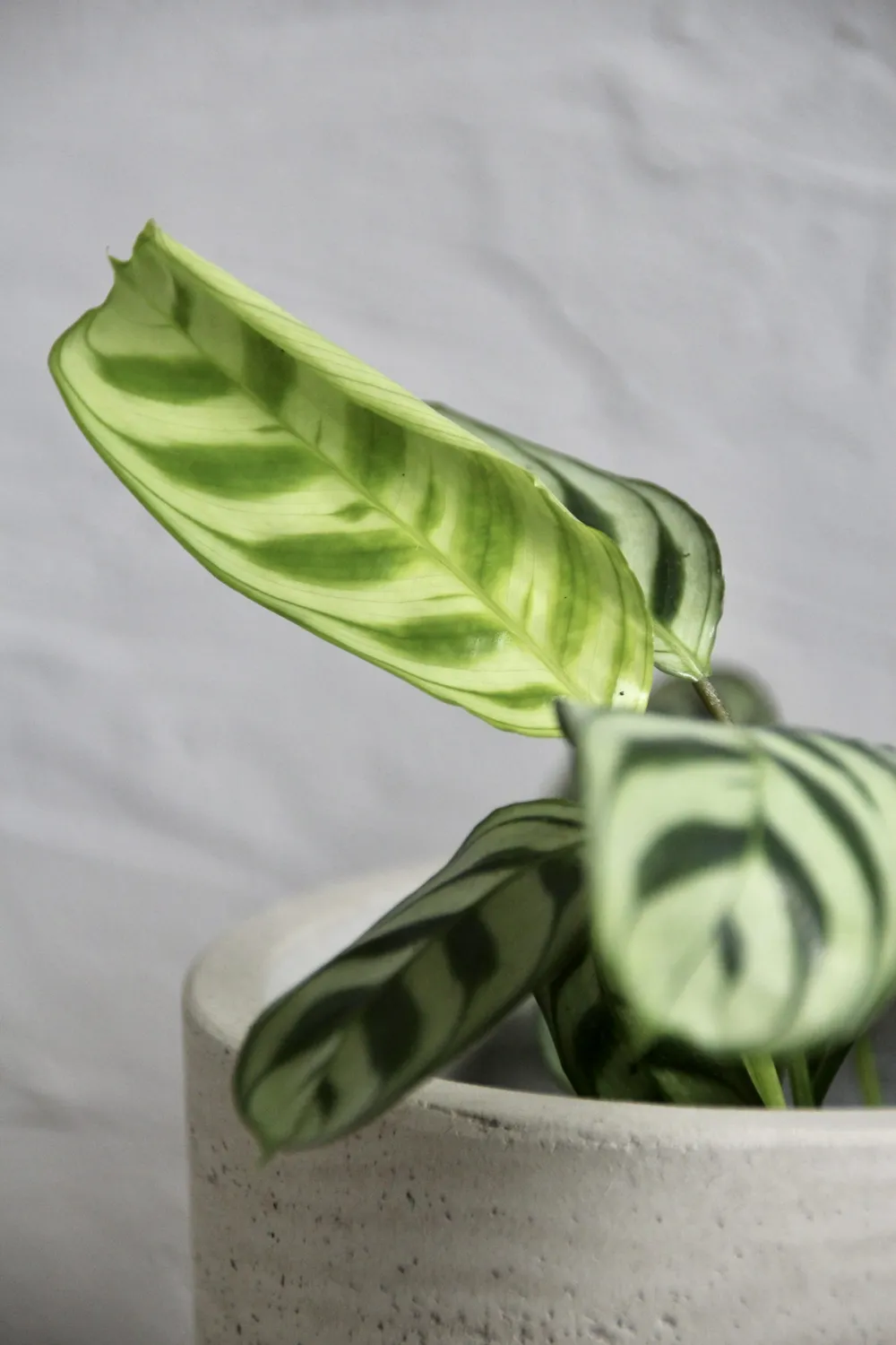 Zdravá záhrada Calathea Ctenante Burle Marxii baby izbová rastlina