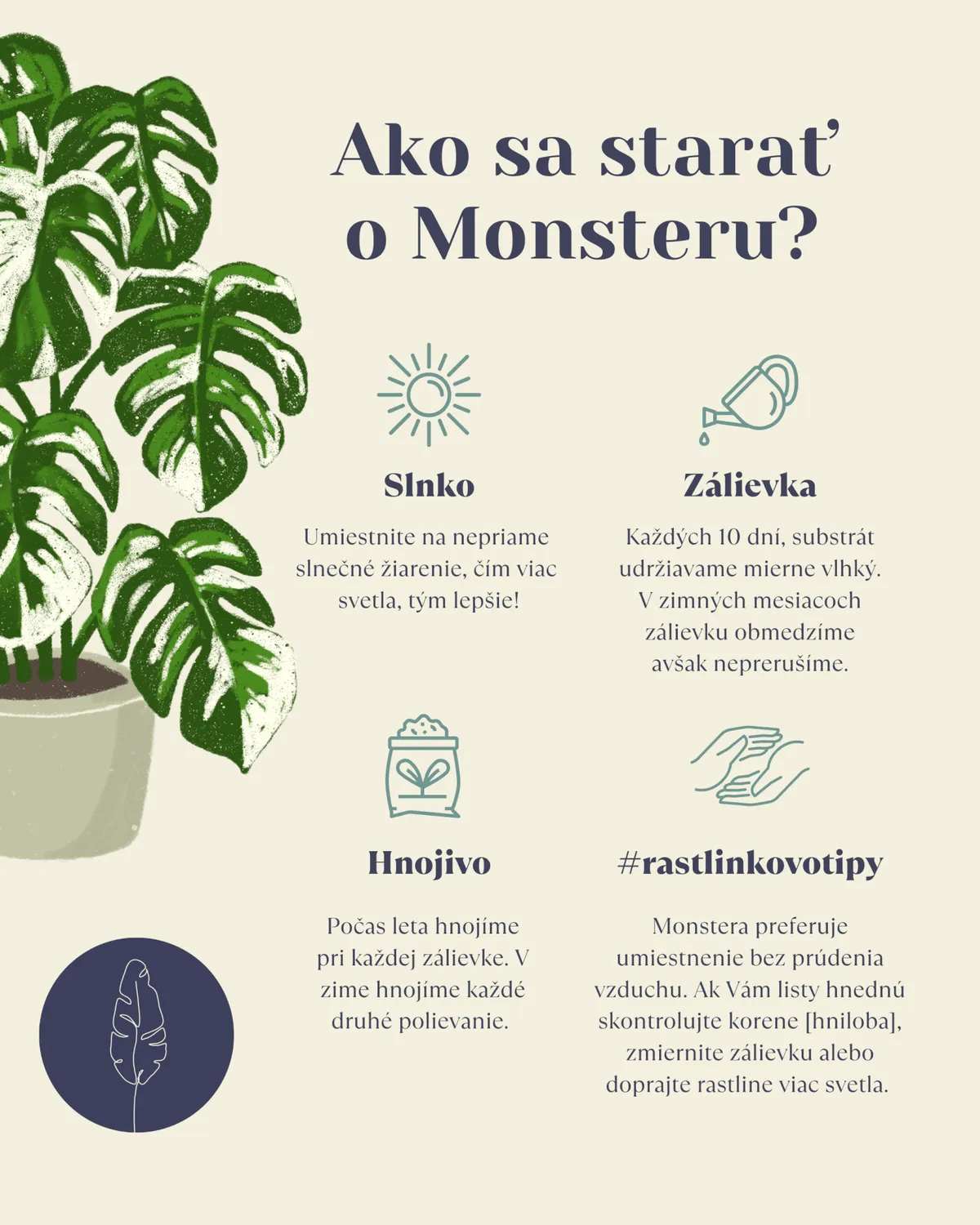 Monstera Obliqua Peru Baby popínavá izbovka