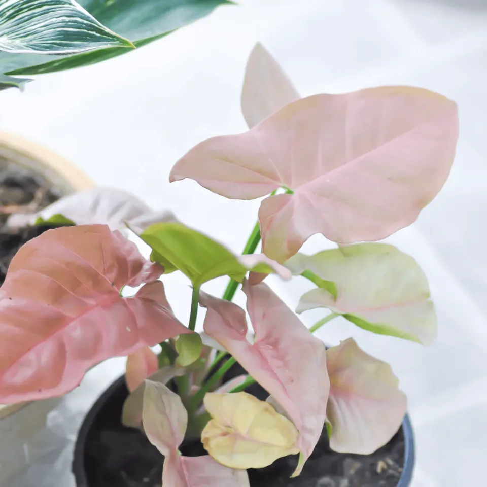 Zdravá zahrada Syngonium Neon Robusta baby rastlina ružová
