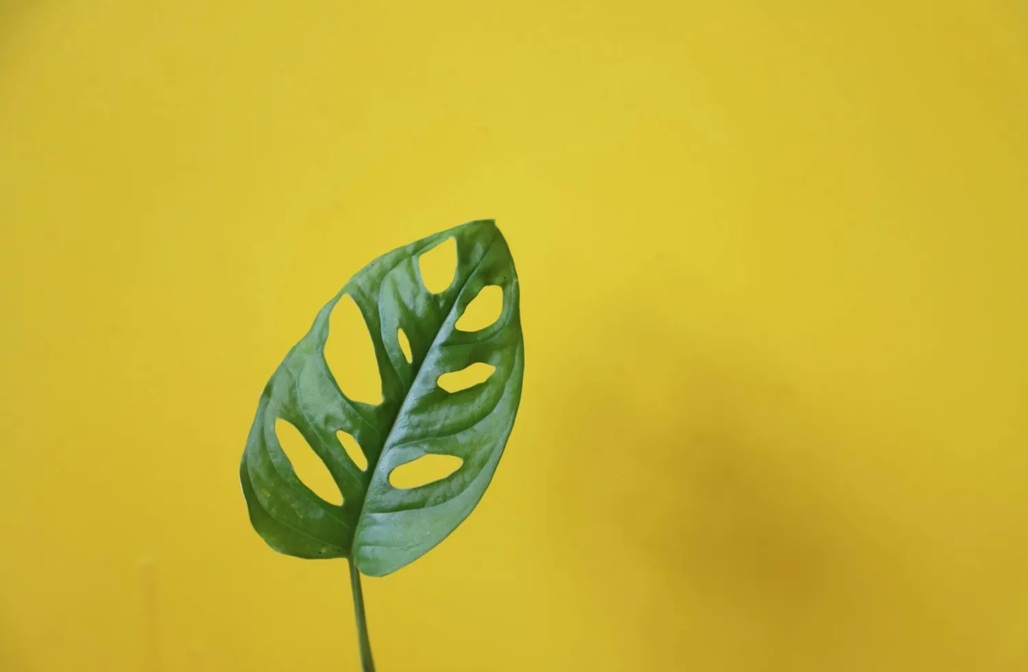 Monstera Adansonii Monkey Mask baby dierkovaná rastlina
