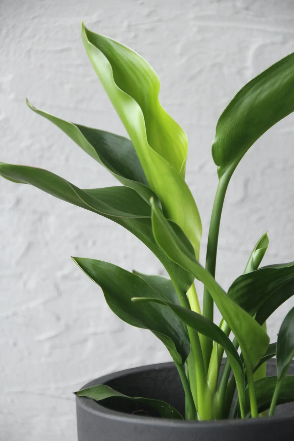 Zdravá zahrada Strelitzia reginae rastlina rajský vták