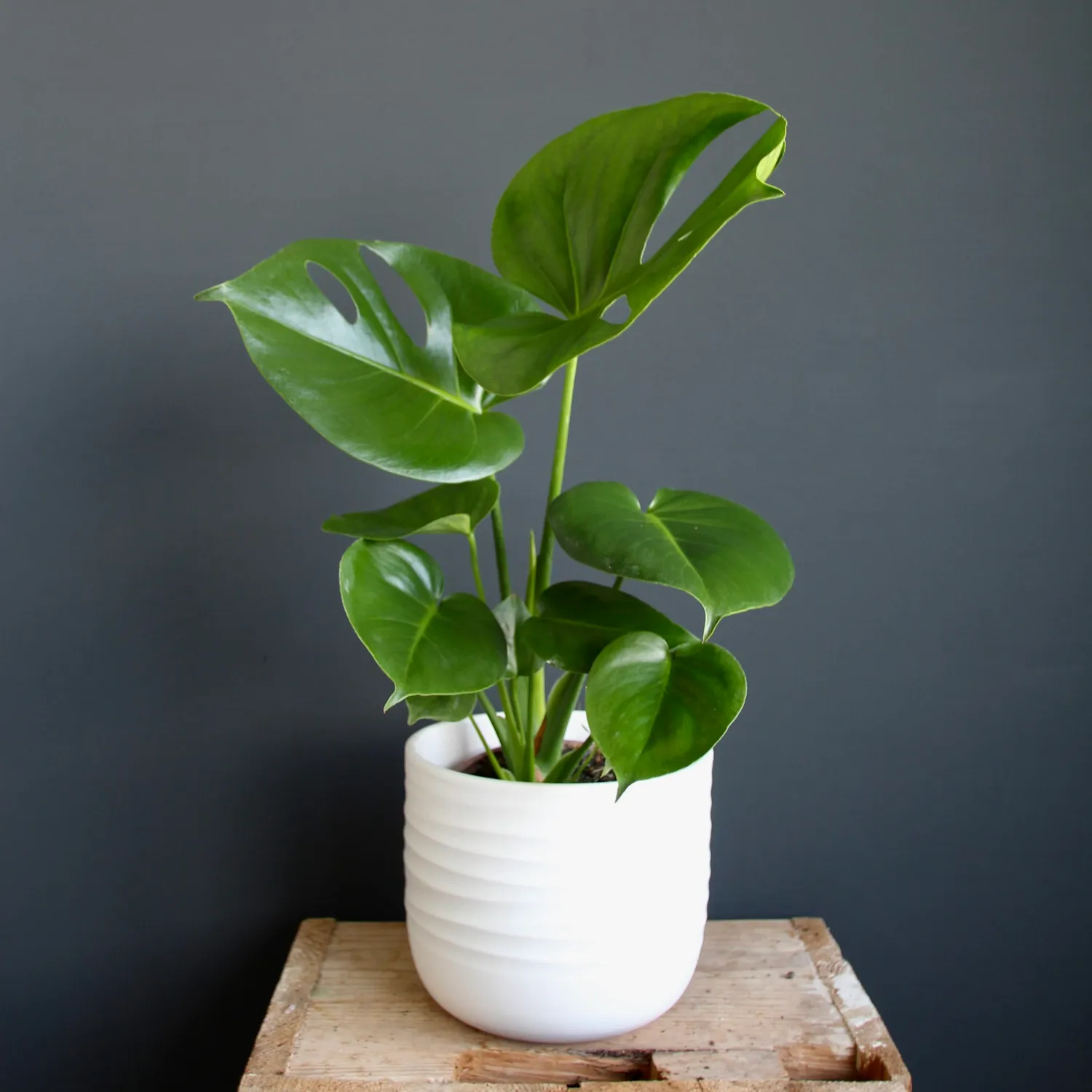 Zdravá zahrada Monstera Deliciosa izbová rastlina