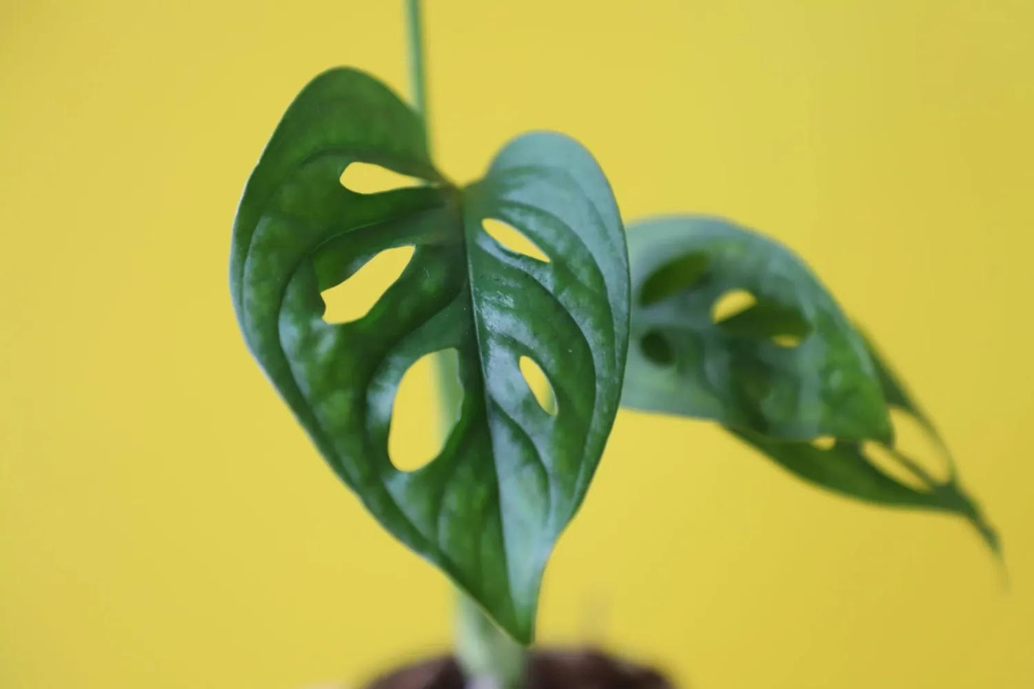 Monstera Adansonii Monkey Mask baby dierkovaná rastlina