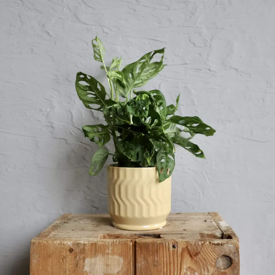 Monstera Adansonii Monkey Mask dierkovaná rastlina