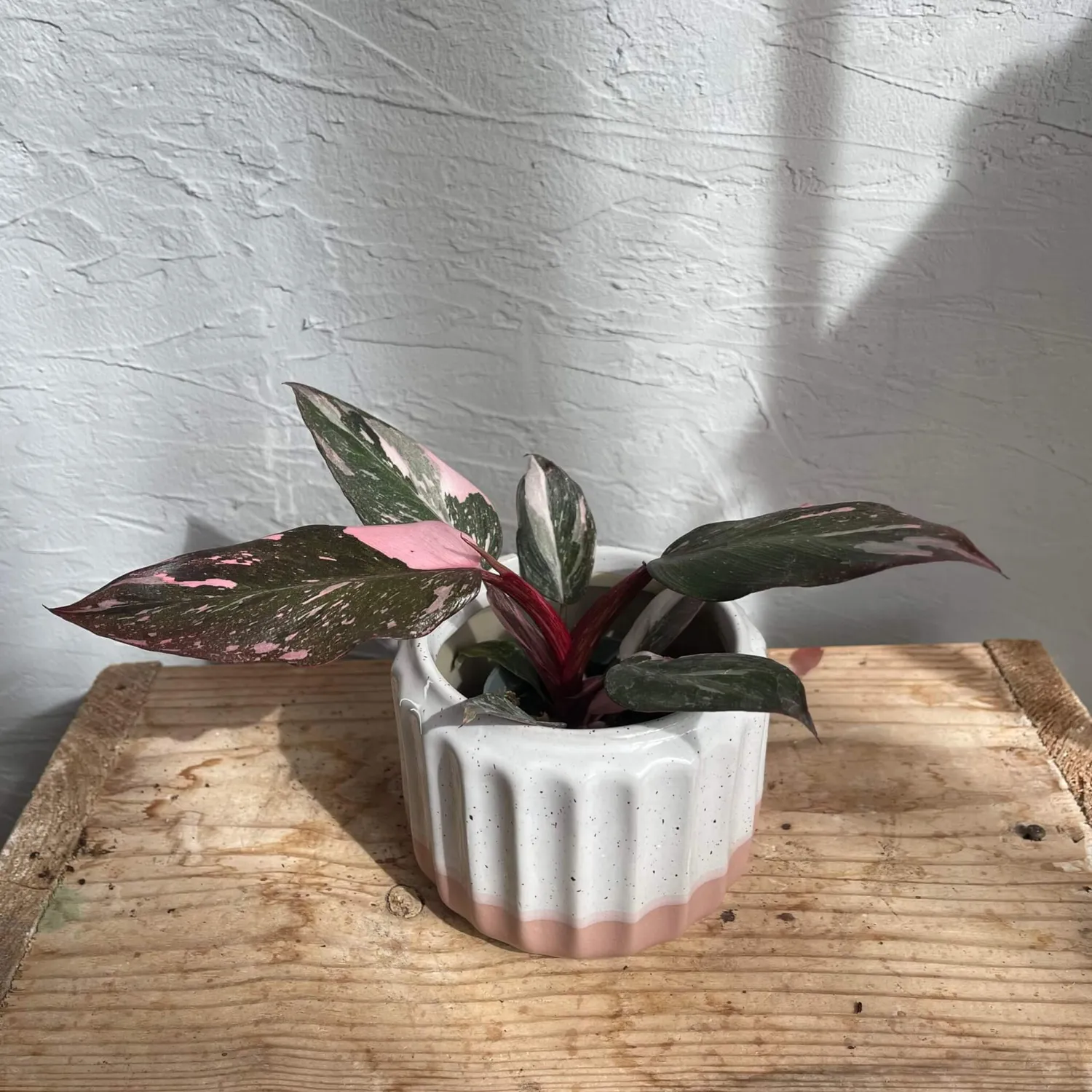 Philodendron Pink Princess Marble baby panašovaná rastlina