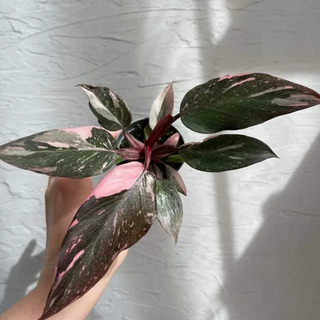 Philodendron Pink Princess Marble baby panašovaná rastlina