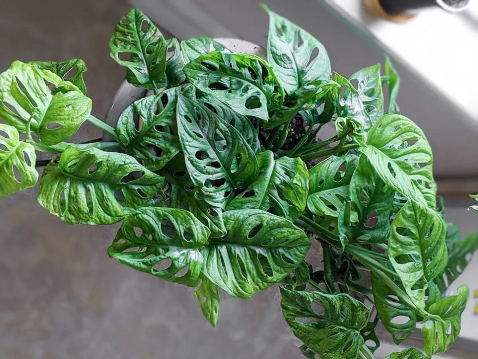 Monstera Adansonii Monkey Mask dierkovaná rastlina