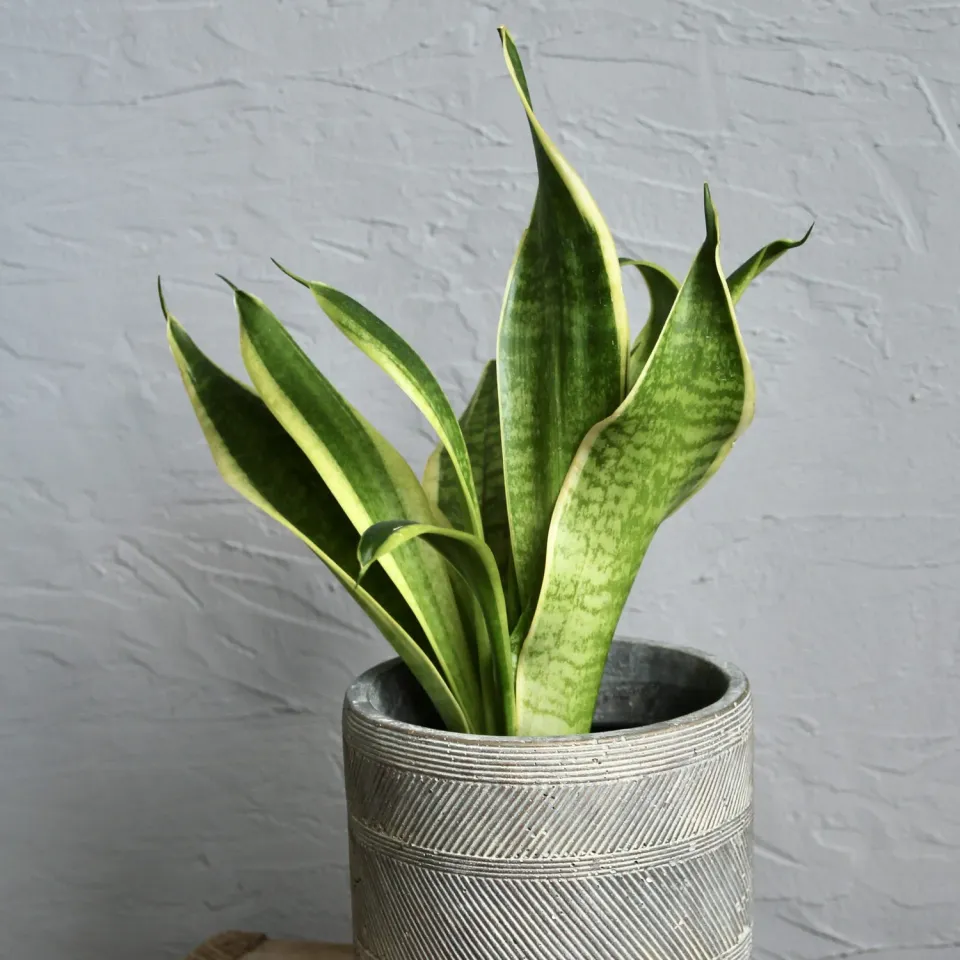 Zdravá zahrada Sansevieria Trifasciata Futura Superba izbová rastlina