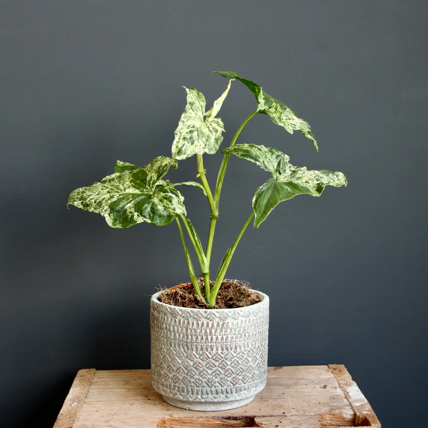Zdravá zahrada Syngonium Mottled Mojito rastlina
